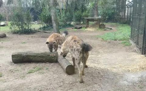 Sofi i Zuri - Novi stanovnici Zoo Vrta na Paliću Sofi i Zuri - Novi stanovnici Zoo Vrta na Paliću