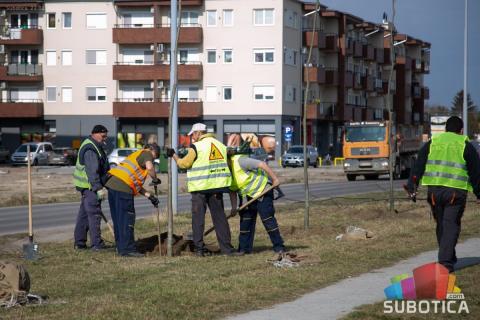 Novi drvored u gradu, u Partizanskih baza posađeno više od 40 stabala gelegunja