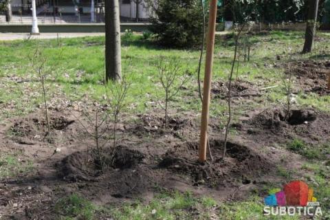 U toku sadnja drveća i žbunja u Velikom parku na Paliću U toku sadnja drveća i žbunja u Velikom parku na Paliću