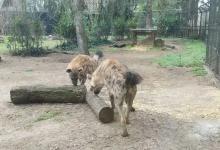 Sofi i Zuri - Novi stanovnici Zoo Vrta na Paliću